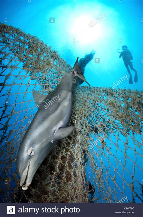 Dolphin Net High Resolution Stock Photography And Images Alamy