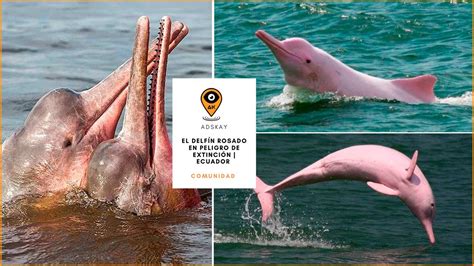 El DELFIN ROSADO Extraordinario En PELIGRO De EXTINCION Ecuador YouTube