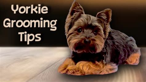 Yorkie Easy Maintenance Haircut Wolfie The Yorkshire Terrier Gets