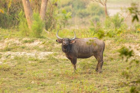 Big Water Buffalo In Kaziranga Stock Photo Image Of Mammal Horned