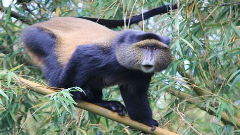 Rwanda Gorilla Golden Monkeys Day Trekking Adventure Tour