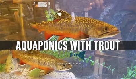 Using Trout In Aquaponics