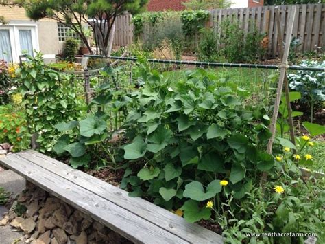 Choose The Right Trellis For Your Climbing Vegetables Tenth Acre Farm