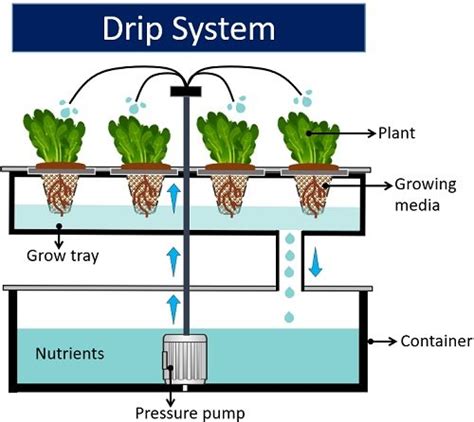 Types Of Hydroponic Systems Advantages And Disadvantages Biology Reader