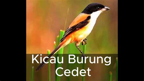 Kicau Mania Masteran Burung Cendet Youtube