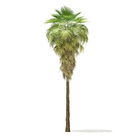 California Palm Tree 3D Model 11.5m