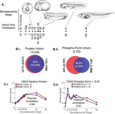 Xenopus Oocyte Maturation