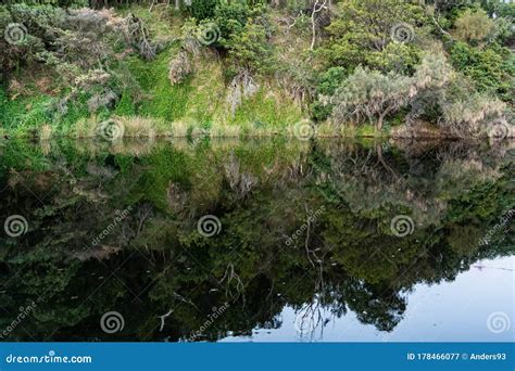 Woodland Reflections In Kennett River Great Ocean Road Australia