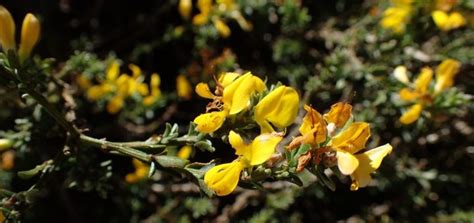 Cytisus Genus Dear Plants