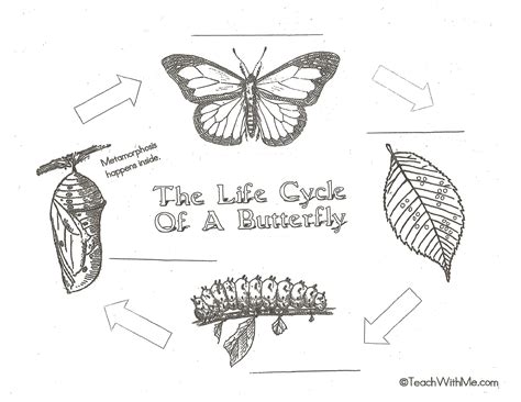 Life Cycle Diagram Of A Butterfly Education Chart Biology Li