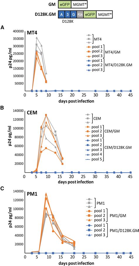 Potent Dual Block To HIV 1 Infection Using Lentiviral Vectors