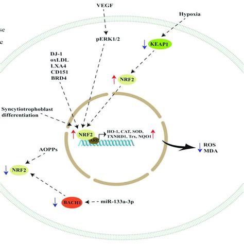 Schematic Representation Of Nrf2 Modulation By Cellular Regulators