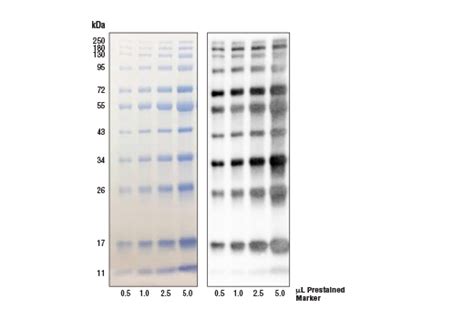 Blue Prestained Protein Marker Broad Range 11 250 Kda Cell