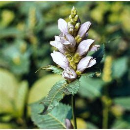 Chelone Obliqua Alba P11 Cm