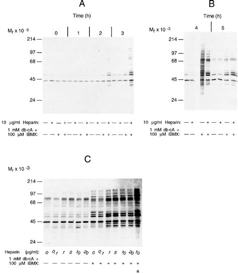 Figure From Regulation Of Protein Tyrosine Phosphorylation During