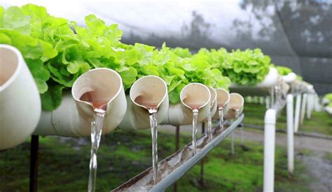 Hidroponía un sistema de cultivo a favor de la salud y el medioambiente