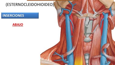 Musculos Del Cuello RegiÓn Del Hueso Hioides Youtube