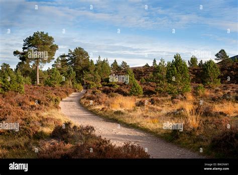 Caledonian forest hi-res stock photography and images - Alamy