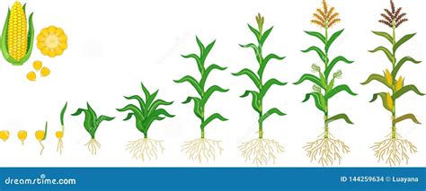 Life Cycle of Corn Maize Plant. Growth Stages from Seeding To Flowering ...