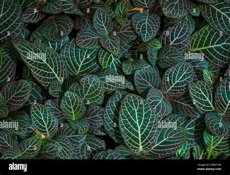 Closeup Shot Of Fittonia Albivenis Leaves With Nerve Patterns Also