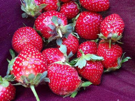 Strawberry Plant Varieties Hgtv