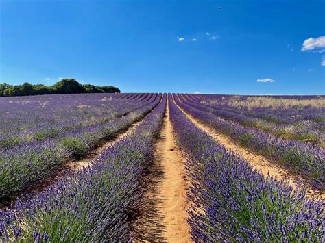 Gu A Para Visitar Los Campos De Lavanda De Brihuega En Floraci N