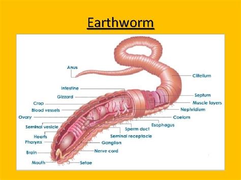 Flatworms Roundworms Segmented Worms Phylum Platyhelminthes Flatworms Flat