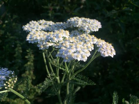 Garbenblumen Im Wiesenmakrofoto Medizinische Kraut Achillea