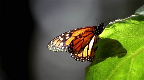 The monarch butterfly sanctuary in mexico 21856044 Stock Video at Vecteezy