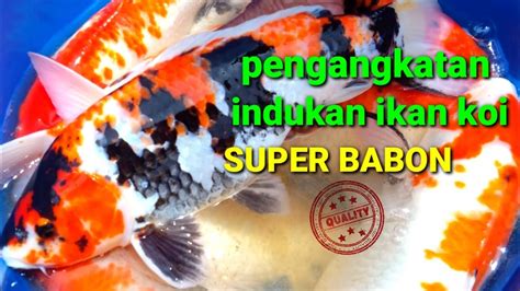 Seleksi Indukan Yang Siap Pijah Dan Sortir Anakan Ikan Koi Youtube