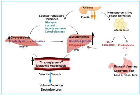 Endocrines Free Full Text Diabetic Ketoacidosis Management Updates