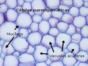 Par Nquima Acu Fero Vegetal Histolog A Dibujos Nicos