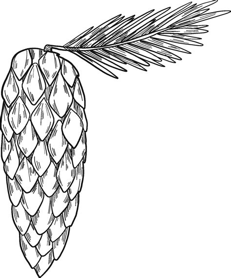 Pine Cone Coloring Page ColouringPages