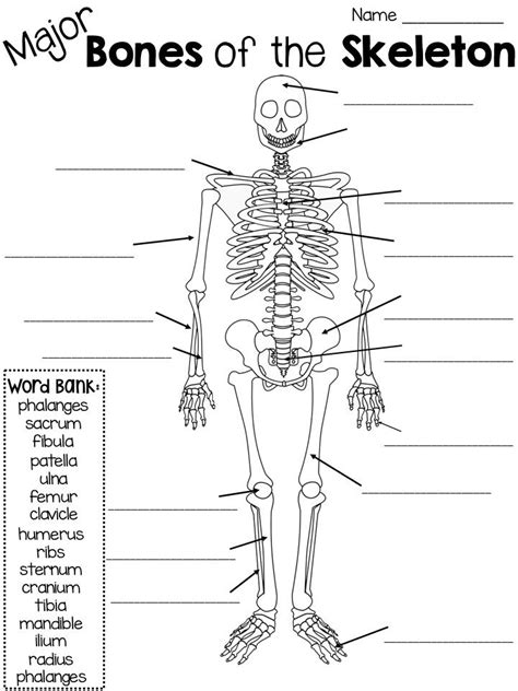 Human Skeletal System Worksheet