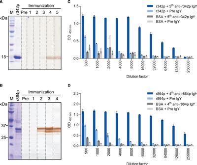 Frontiers Production And Characterization Of Single Chain Variable