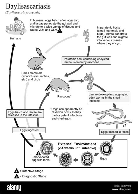 Ascaris Lumbricoides Life Cycle Animation