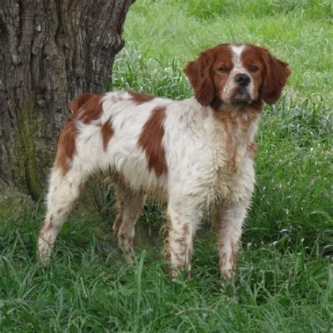 Chien Epagneul Breton Tr Ch Filou Des Pigenettes