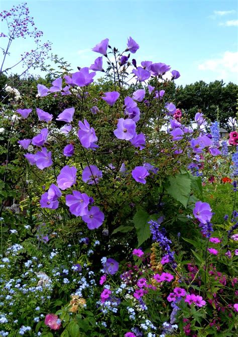 Alyogyne Huegelii Blue Hibiscus Buy Online At Annies Annuals