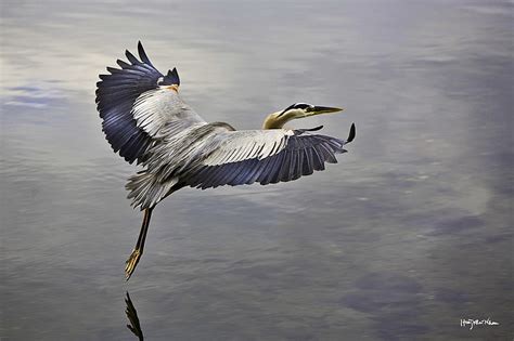 Hd Wallpaper White And Blue Crane Bird Flying Sky Water Take Off