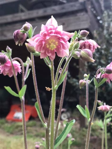 Pink Barlow Columbine Aquilegia Vulgaris 50 Seeds Etsy