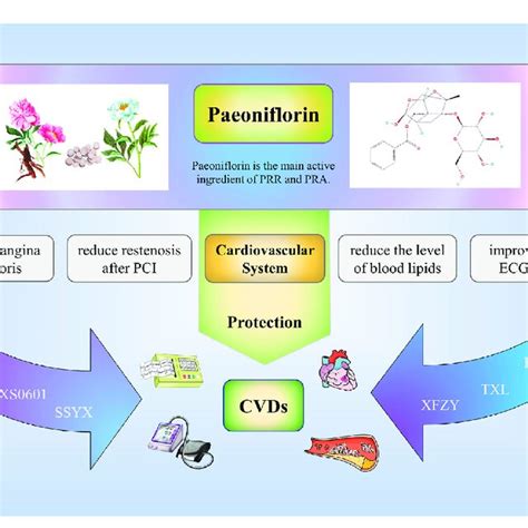 Clinical Application Of Paeoniflorin Some Chinese Patent Medicines Or