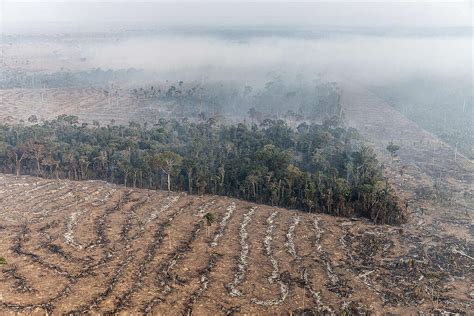 Desmatamento na Amazônia atinge menor marca em 9 anos Vermelho