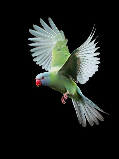 Premium AI Image | alexandrine parakeet