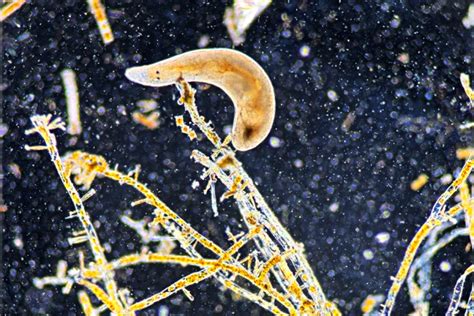 The Invisible Ocean: A Dive Into the World of Microscopic Marine Life | Scuba Diving