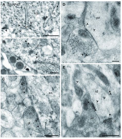 Ultrastructural Localization Of Snap47 In Axon Terminals And