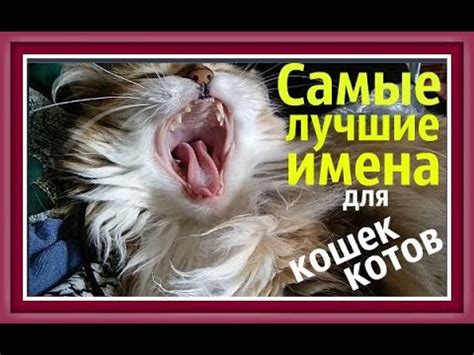 ИМЕНА ДЛЯ КОШЕК КОТОВ Как назвать котенка Как назвать кошку Как назвать ...