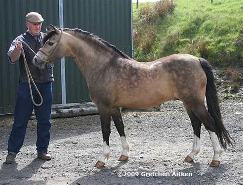Welsh Pony Section B Bevan House Brad Fordus