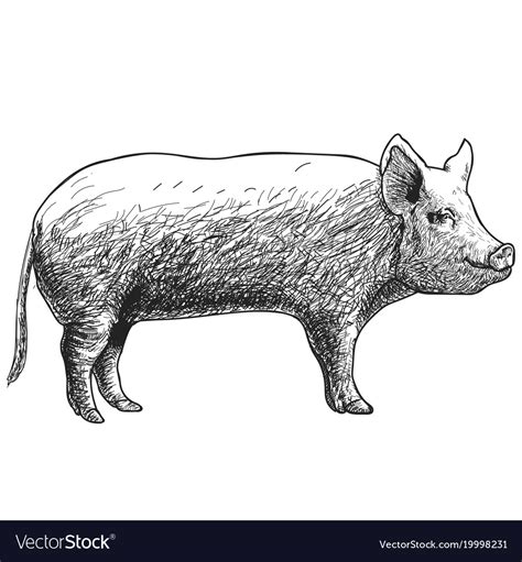 Hand Drawn Sketch Pig Royalty Free Vector Image