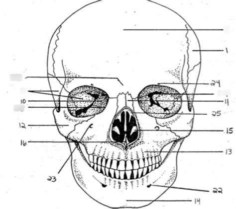 Skull Anterior Diagram Quizlet