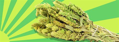 Разсад за мурсалски чай от района на село Дружево